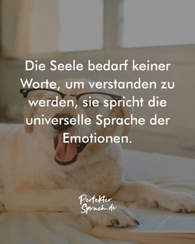  150 Sprüche für die Seele mit Bildern zum herunterladen 